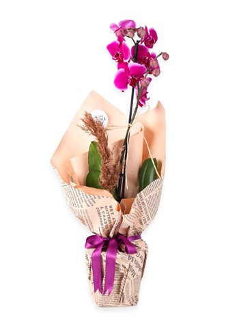 Single Branch Purple Orchid