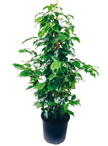 Ficus Benjamin Bitkisi