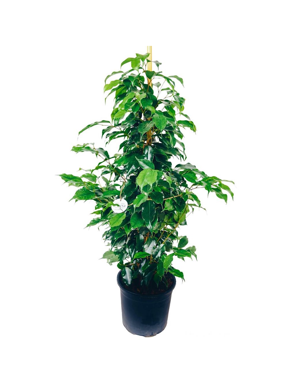 Ficus Benjamin Bitkisi