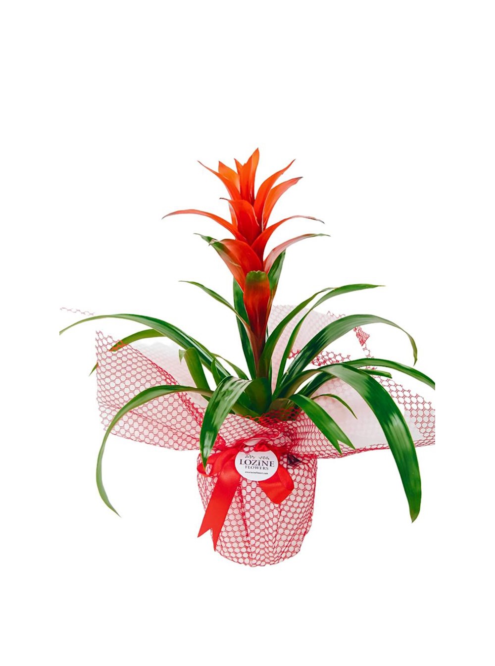 Red Bromeliad Plant