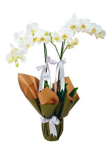 White Love Orkide