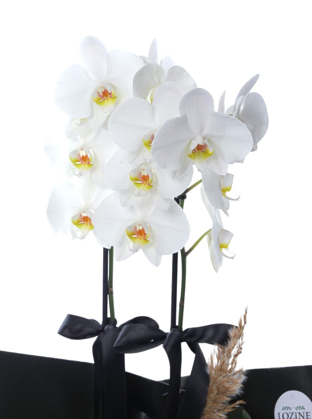 Çift Dal Beyaz Orkide