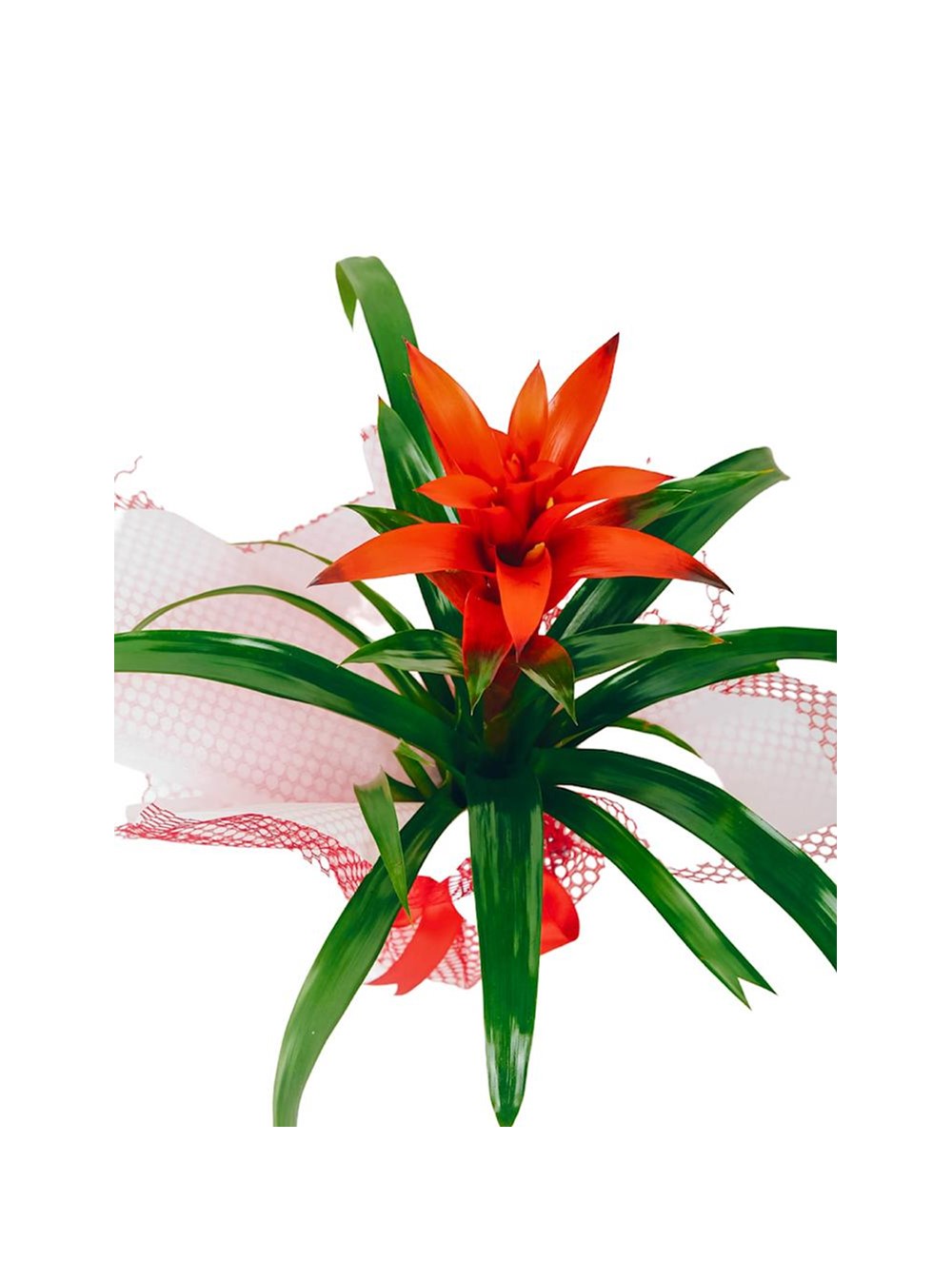 Red Bromeliad Plant