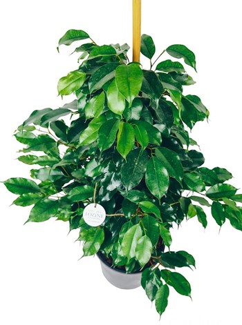 Ficus Benjamin Bitkisi