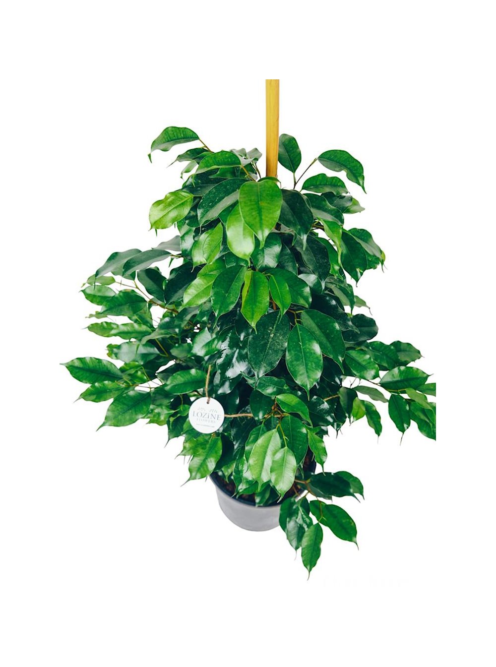 Ficus Benjamin Bitkisi