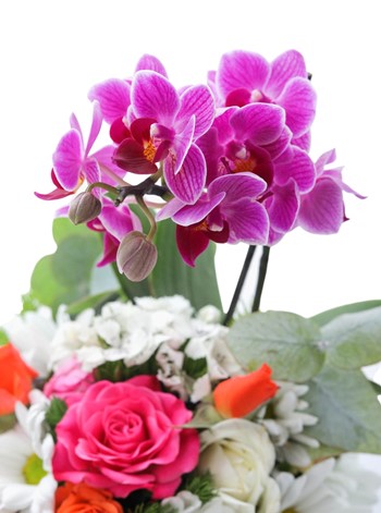 Floral Love Orkide