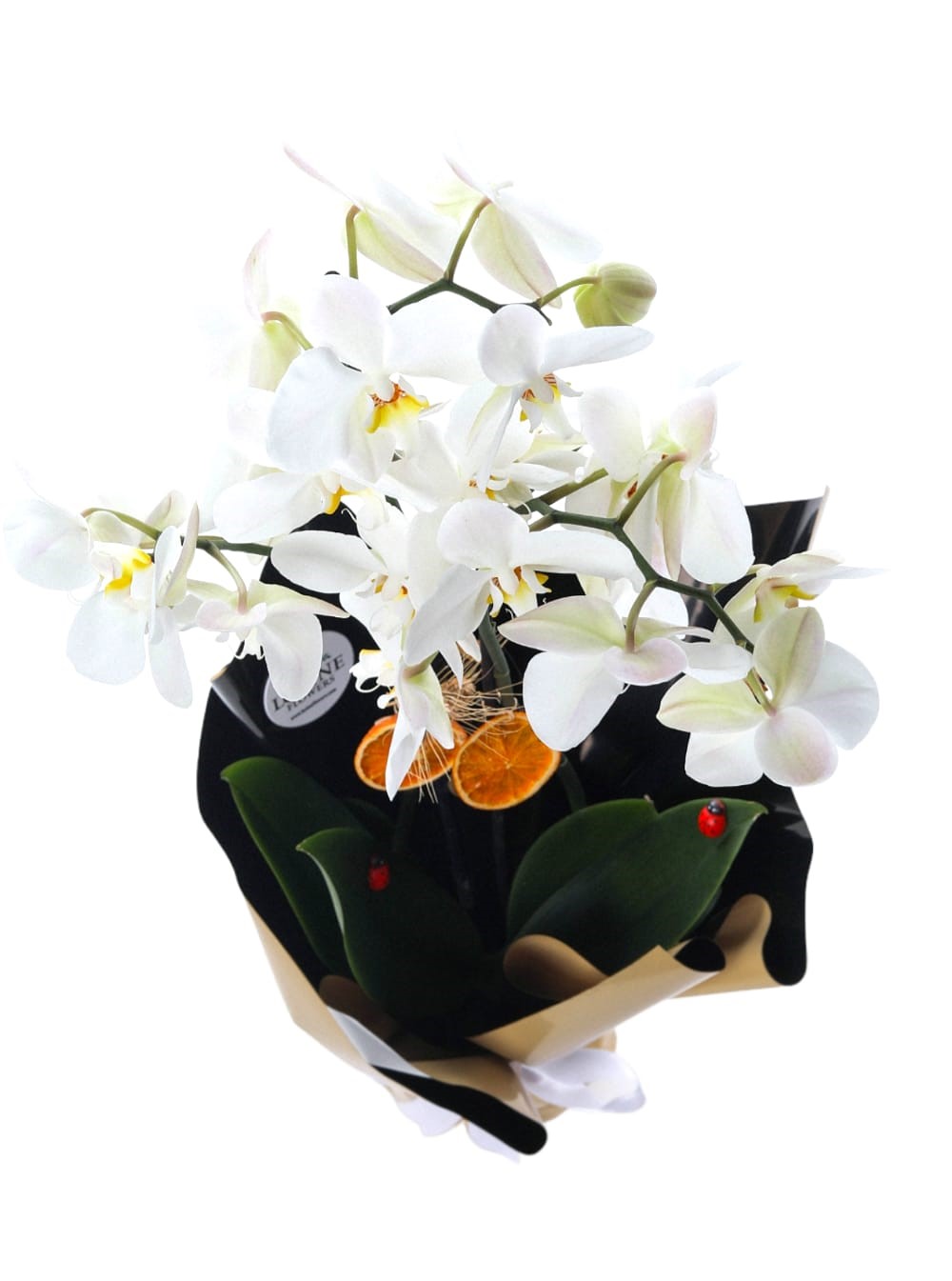2 Dal Beyaz Orkide