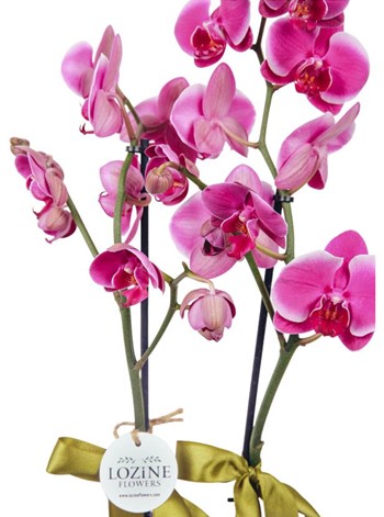 Purple Orkide