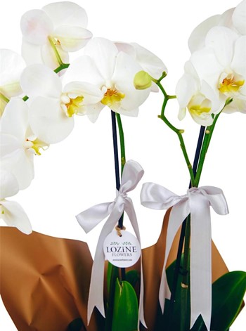 White Love Orkide