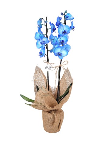 Hasırda Mavi Orkide