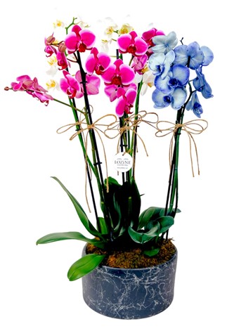 Renkli Orkideler