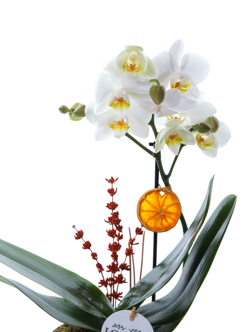 Tek Dal Midi Beyaz Orkide