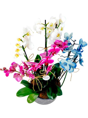 Renkli Orkideler