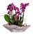 Mor Orkideler kategori ikonu