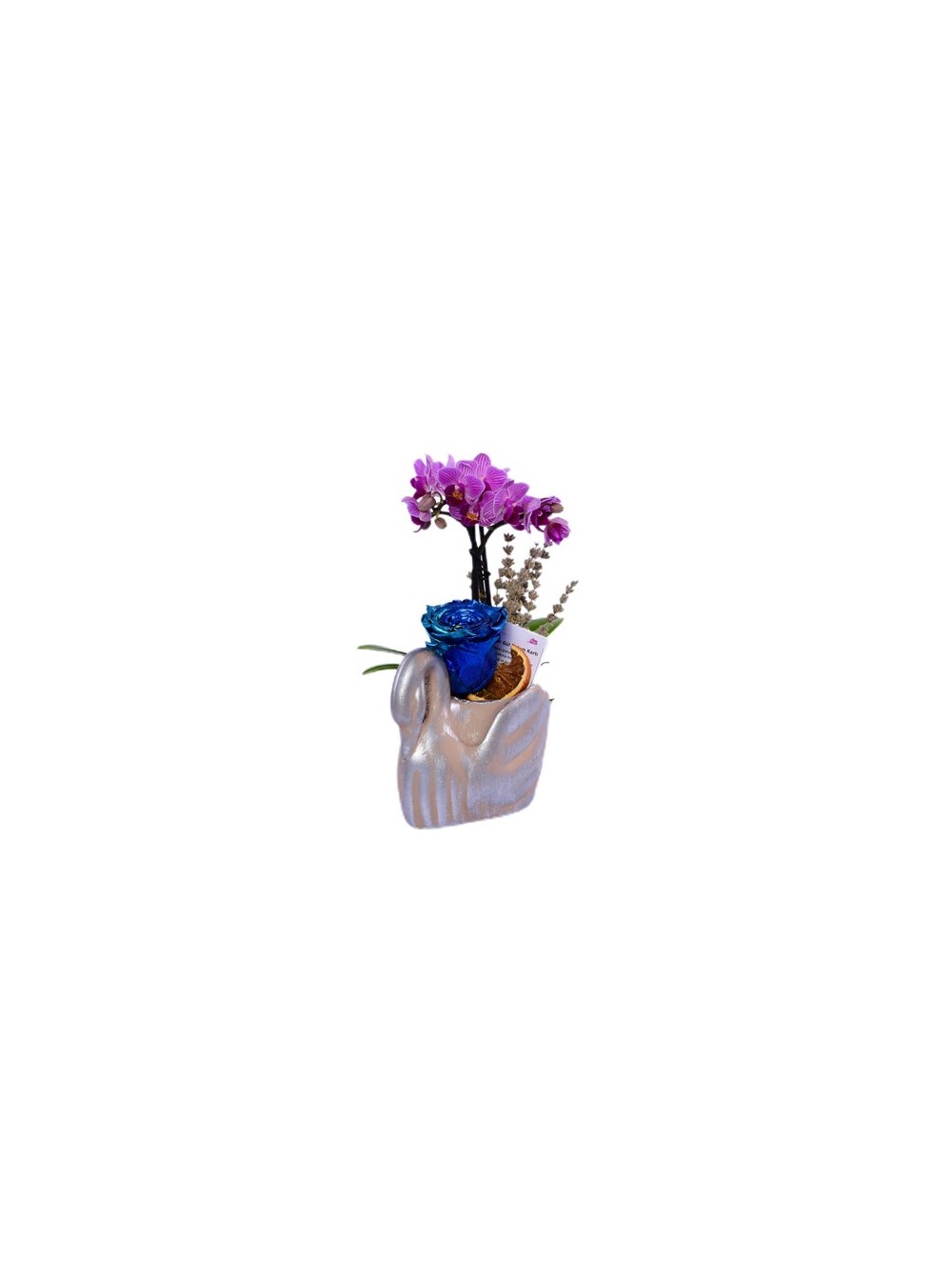 Kuğu Saksıda Mini Mor Orkide ve Metalik Mavi Solmayan Gül