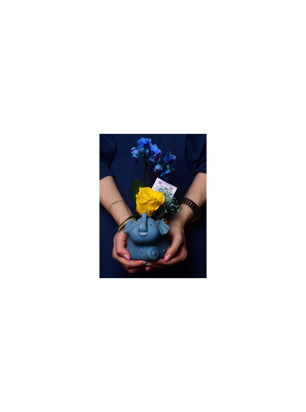 Fil Saksıda İthal Mini Mavi Orkide ve Sarı Solmayan Gül
