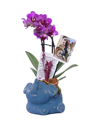 Fil Saksıda İthal Mini Mor Orkide