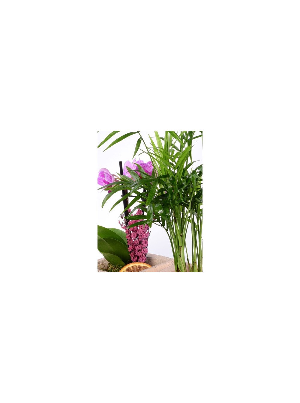 Pomona Saksıda Mor Orkide ve Areca Dağ Palmiyesi Bitkisi