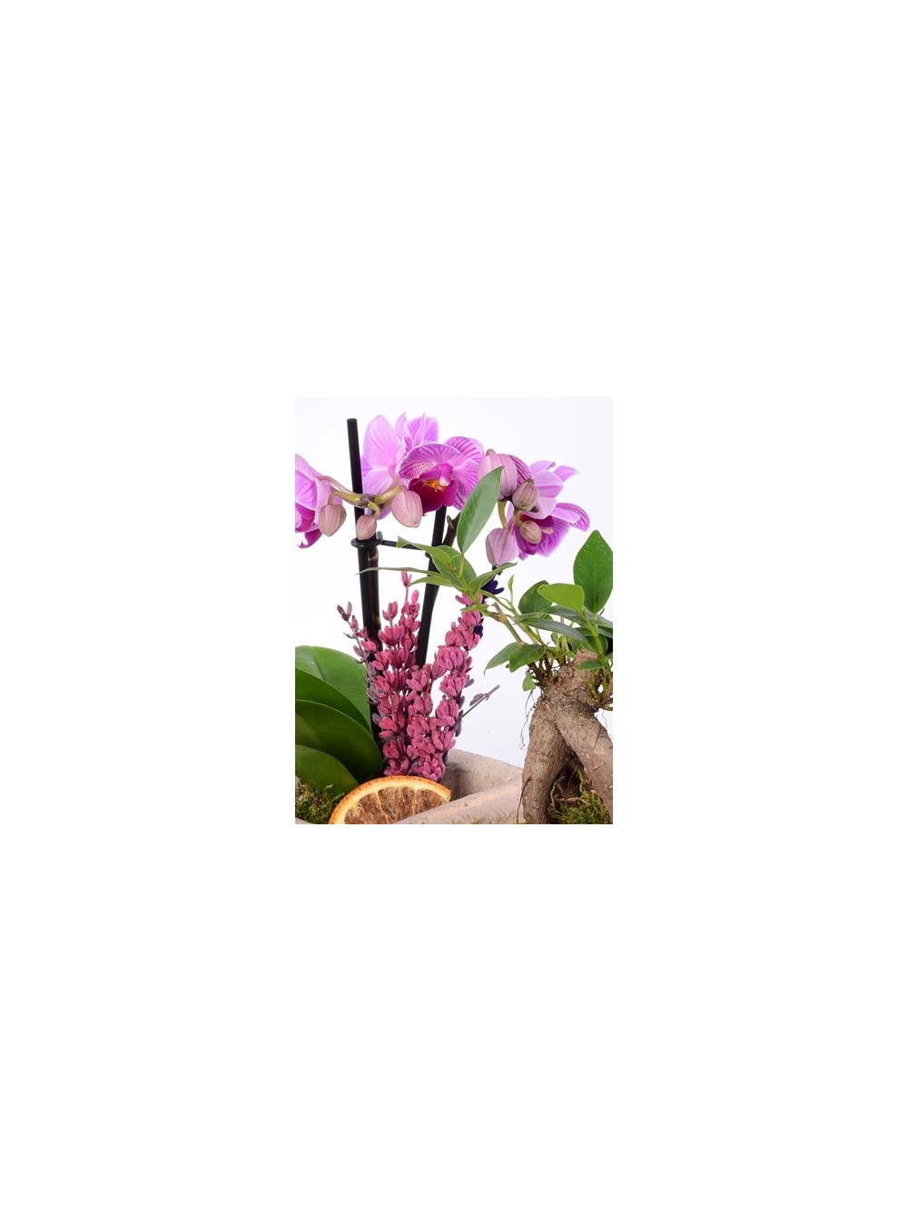 Pomona Saksıda Mor Orkide ve Bonsai