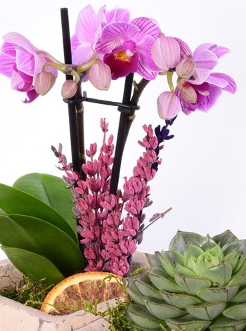 Pomona Saksıda Mor Orkide ve Echeveria