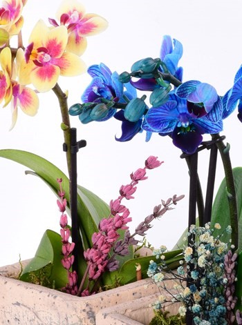 Pomona Saksıda Mini Mavi ve Sarı Orkide