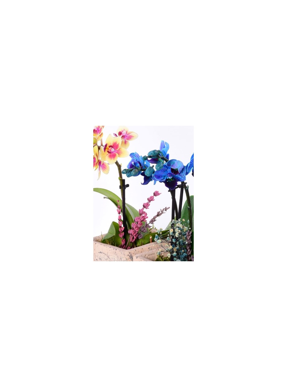 Pomona Saksıda Mini Mavi ve Sarı Orkide