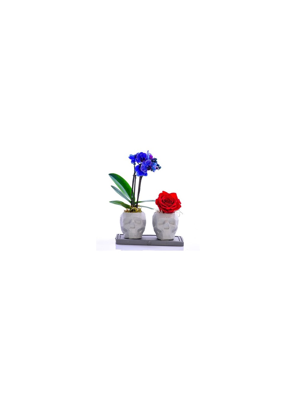 Kuru Kafa Serisi Mini Mavi Orkide ve Kırmızı Solmayan Gül