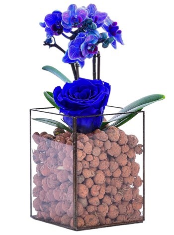 Vitray Camda Mavi Orkide ve Mavi Solmayan Gül