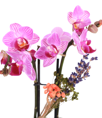 Helen Saksıda Mini Mor Orkide